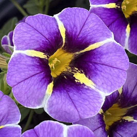 Calibrachoa Superbells Evening Star - View 1 from www redcrocus com