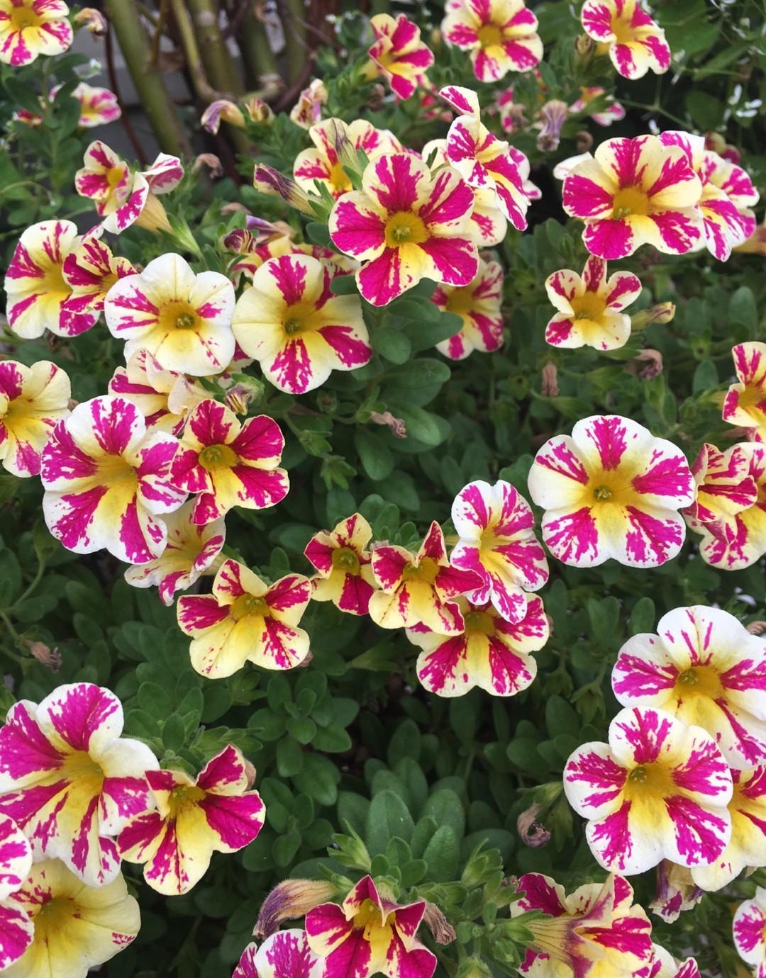 Calibrachoa Superbells Holy Moly! - View 10 from www redcrocus com