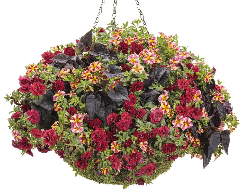Calibrachoa Superbells Holy Moly! - View 11 from www redcrocus com