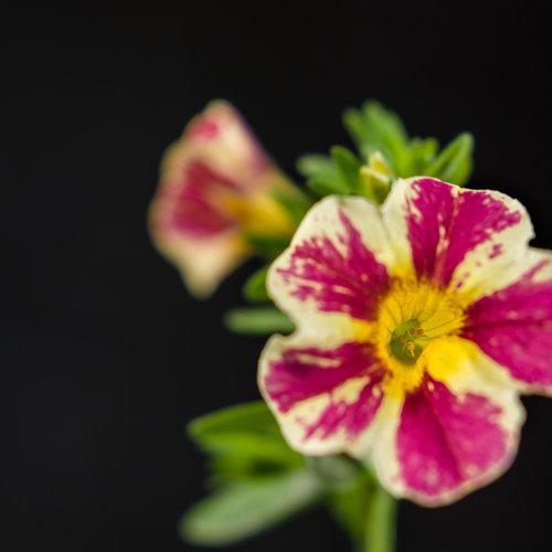 Calibrachoa Superbells Holy Moly! - View 12 from www redcrocus com