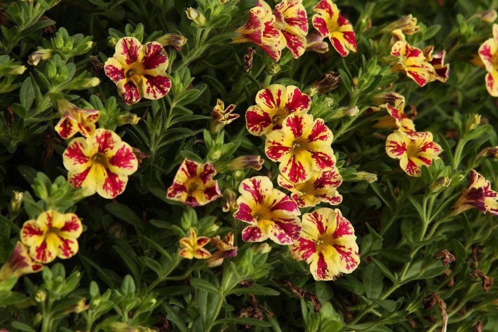 Calibrachoa Superbells Holy Moly! - View 13 from www redcrocus com