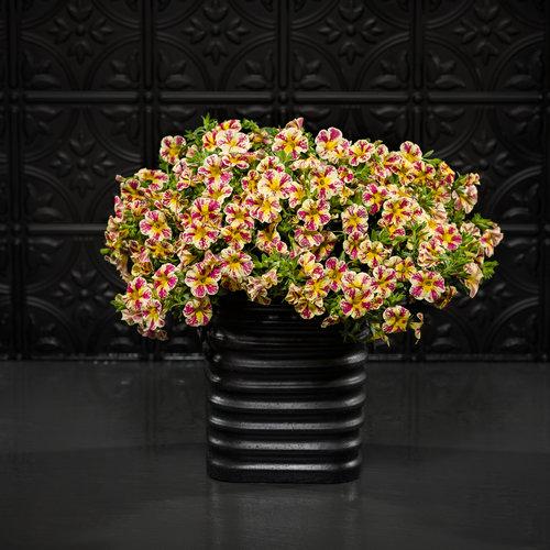 Calibrachoa Superbells Holy Moly! - View 14 from www redcrocus com