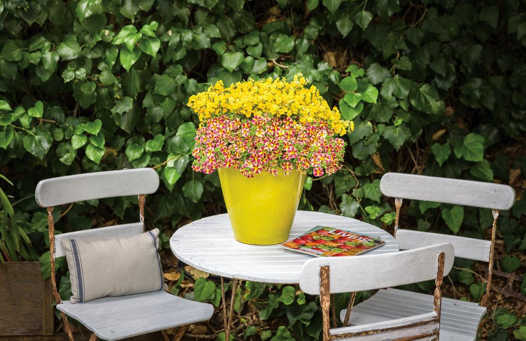 Calibrachoa Superbells Holy Moly! - View 15 from www redcrocus com