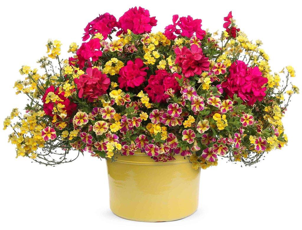 Calibrachoa Superbells Holy Moly! - View 16 from www redcrocus com