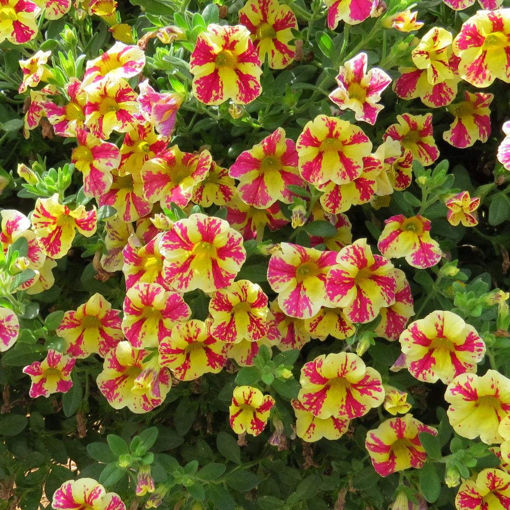 Calibrachoa Superbells Holy Moly! - View 17 from www redcrocus com