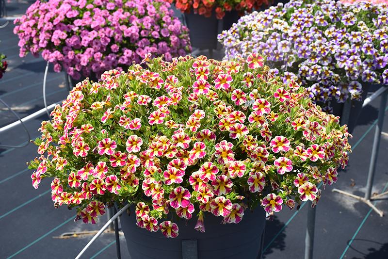 Calibrachoa Superbells Holy Moly! - View 18 from www redcrocus com