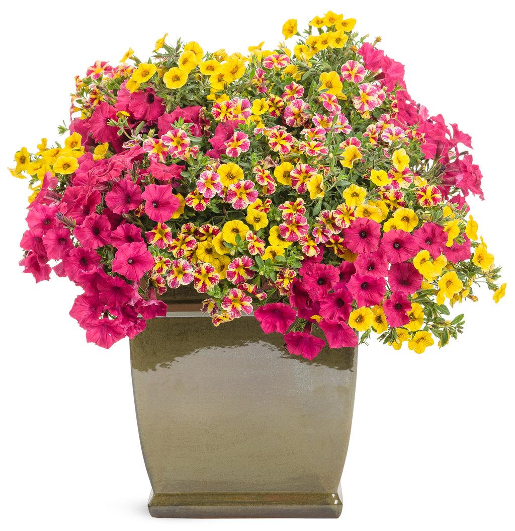 Calibrachoa Superbells Holy Moly! - View 2 from www redcrocus com