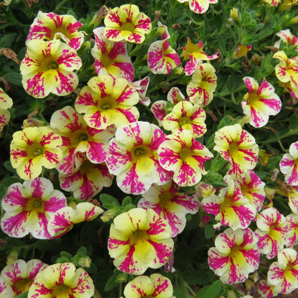 Calibrachoa Superbells Holy Moly! - View 3 from www redcrocus com