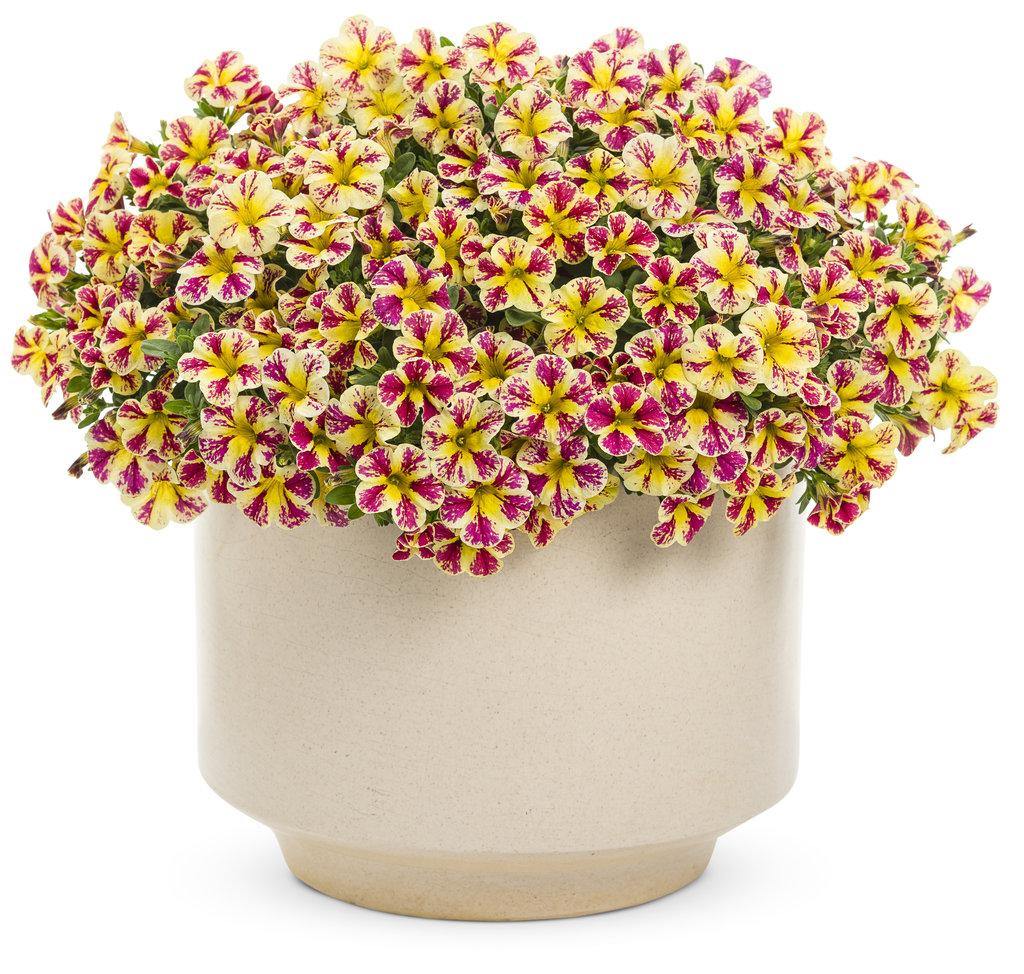 Calibrachoa Superbells Holy Moly! - View 4 from www redcrocus com