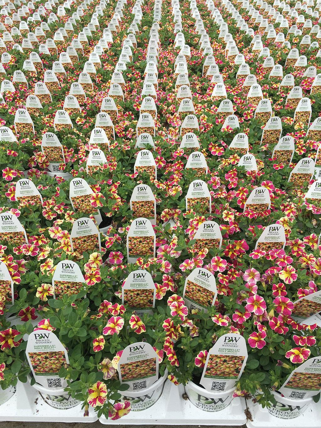 Calibrachoa Superbells Holy Moly! - View 5 from www redcrocus com
