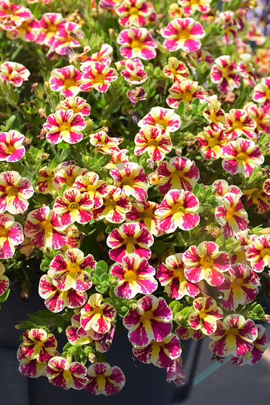 Calibrachoa Superbells Holy Moly! - View 6 from www redcrocus com