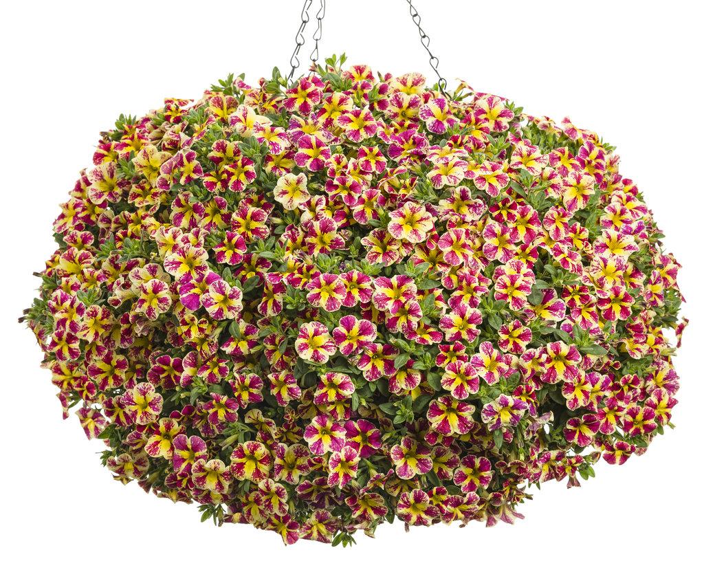 Calibrachoa Superbells Holy Moly! - View 7 from www redcrocus com