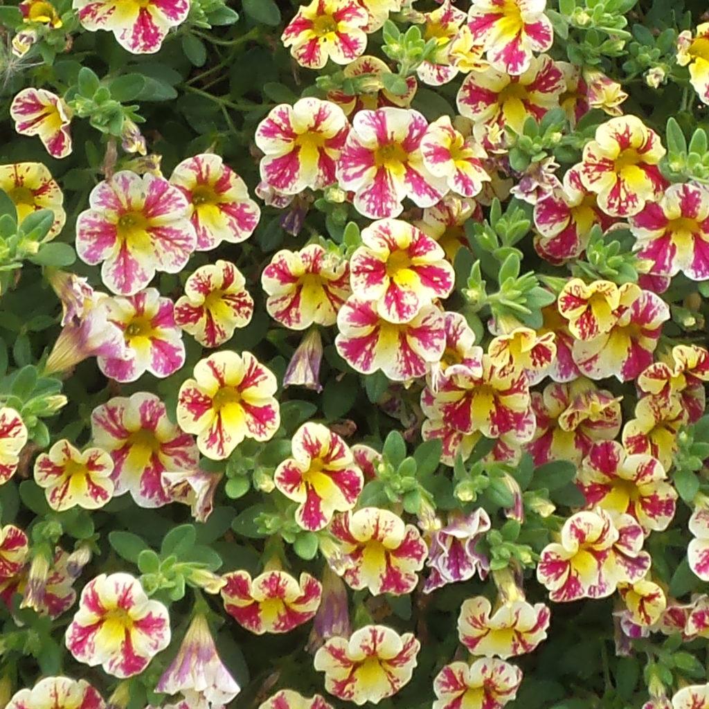 Calibrachoa Superbells Holy Moly! - View 8 from www redcrocus com