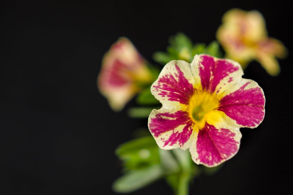 Calibrachoa Superbells Holy Moly! - View 9 from www redcrocus com