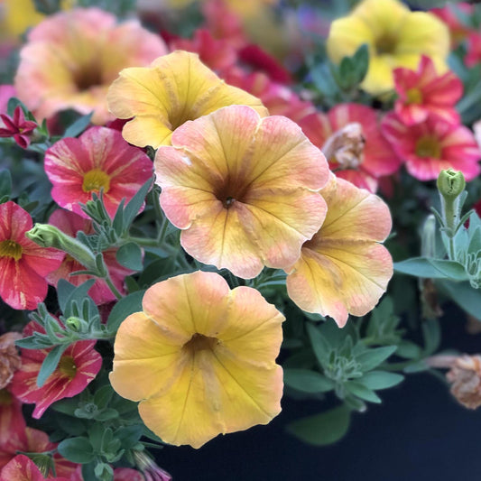 Petunia Supertunia Honey - View 1 from www redcrocus com