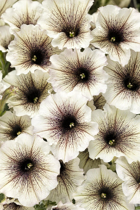Petunia Supertunia Latte - View 1 from www redcrocus com
