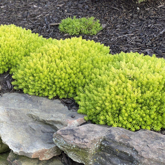 Sedum Lemon Coral - View 1 from www redcrocus com