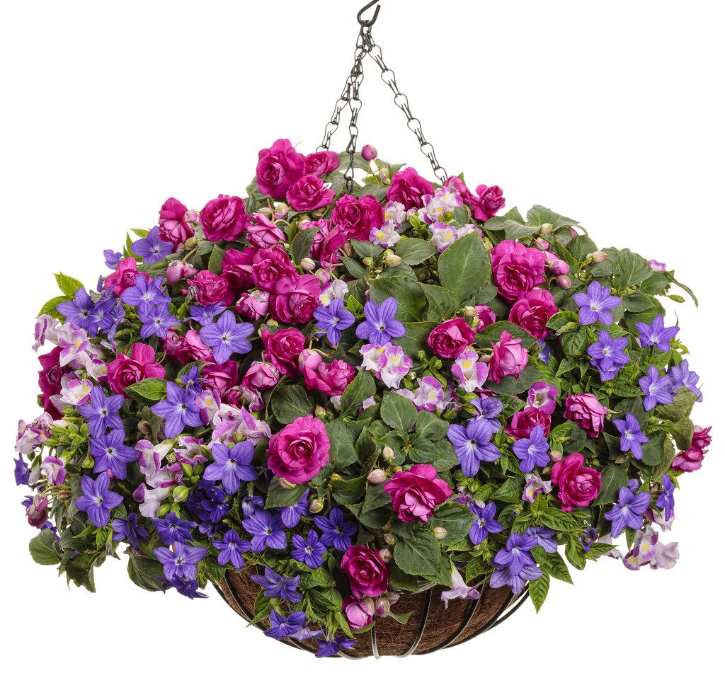 Torenia Catalina Pink - View 10 from www redcrocus com