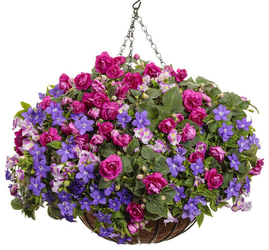 Torenia Catalina Pink - View 10 from www redcrocus com