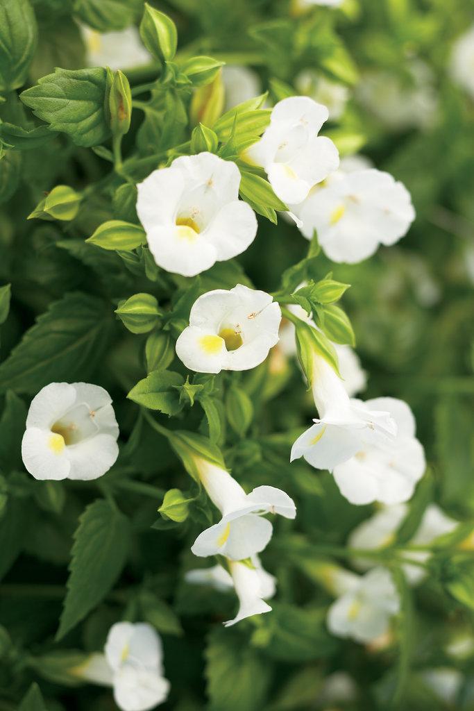 Torenia Catalina Pink - View 11 from www redcrocus com