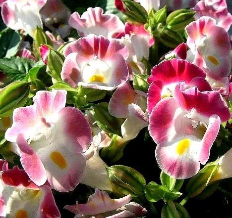 Torenia Catalina Pink - View 13 from www redcrocus com