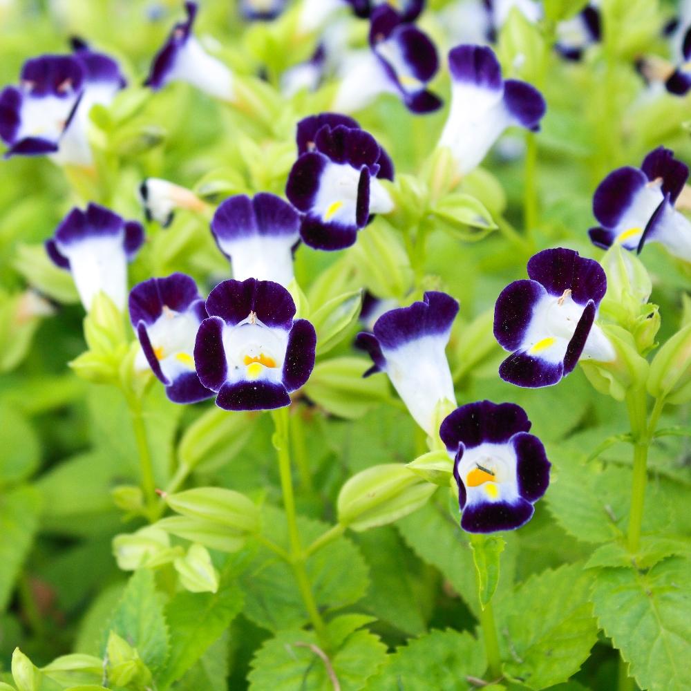 Torenia Catalina Pink - View 14 from www redcrocus com