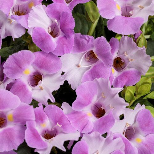 Torenia Catalina Pink - View 3 from www redcrocus com