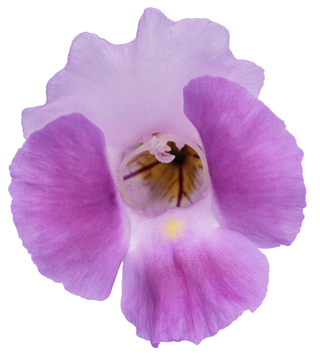 Torenia Catalina Pink - View 5 from www redcrocus com
