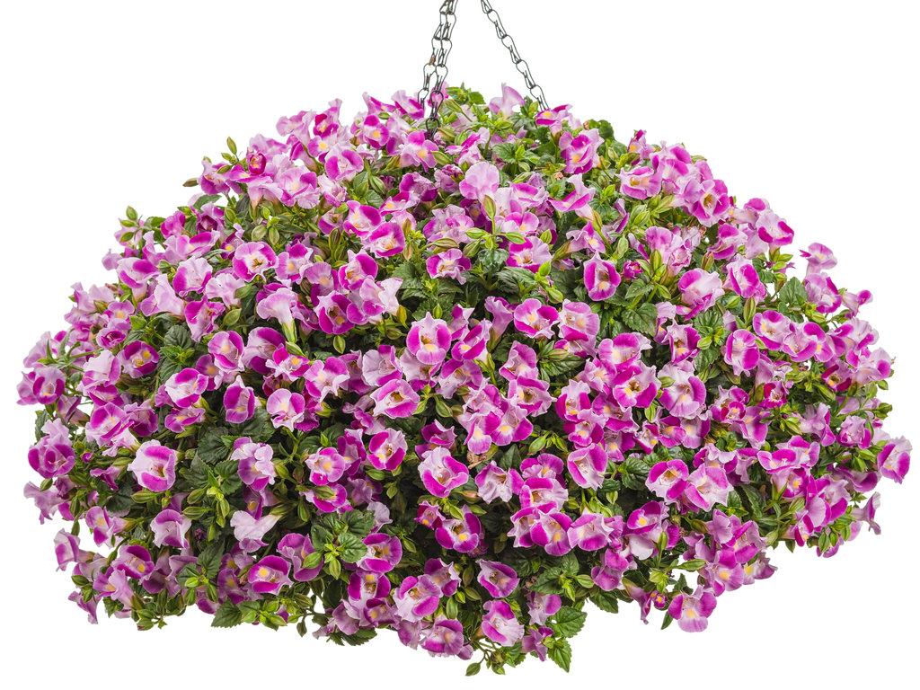 Torenia Catalina Pink - View 6 from www redcrocus com
