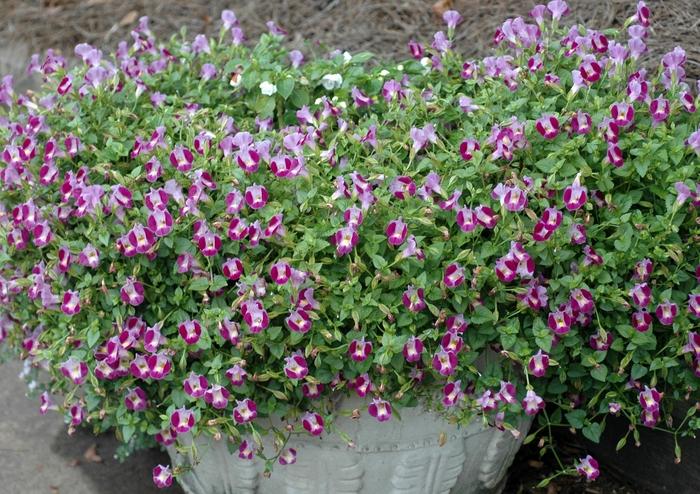 Torenia Catalina Pink - View 7 from www redcrocus com