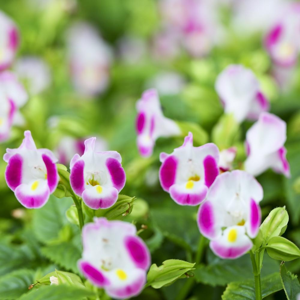 Torenia Catalina Pink - View 8 from www redcrocus com