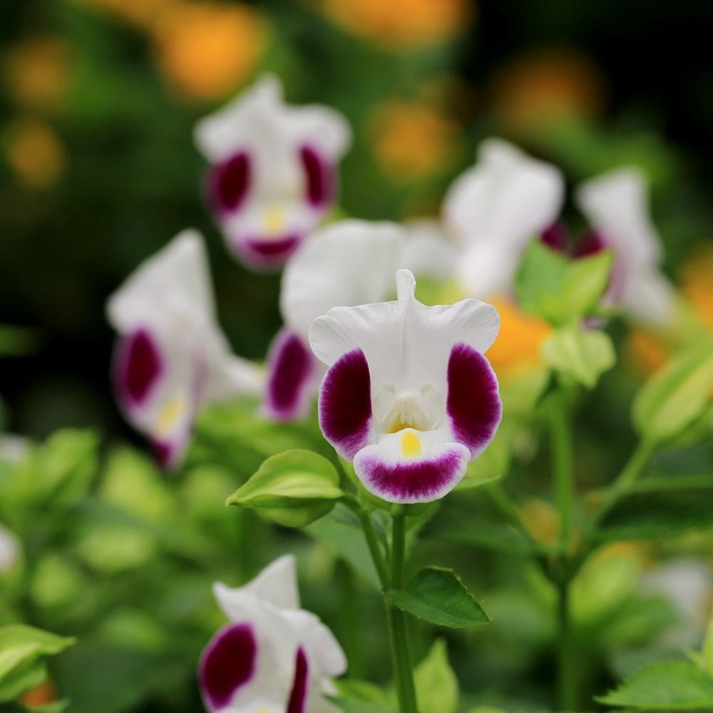 Torenia Catalina Pink - View 9 from www redcrocus com