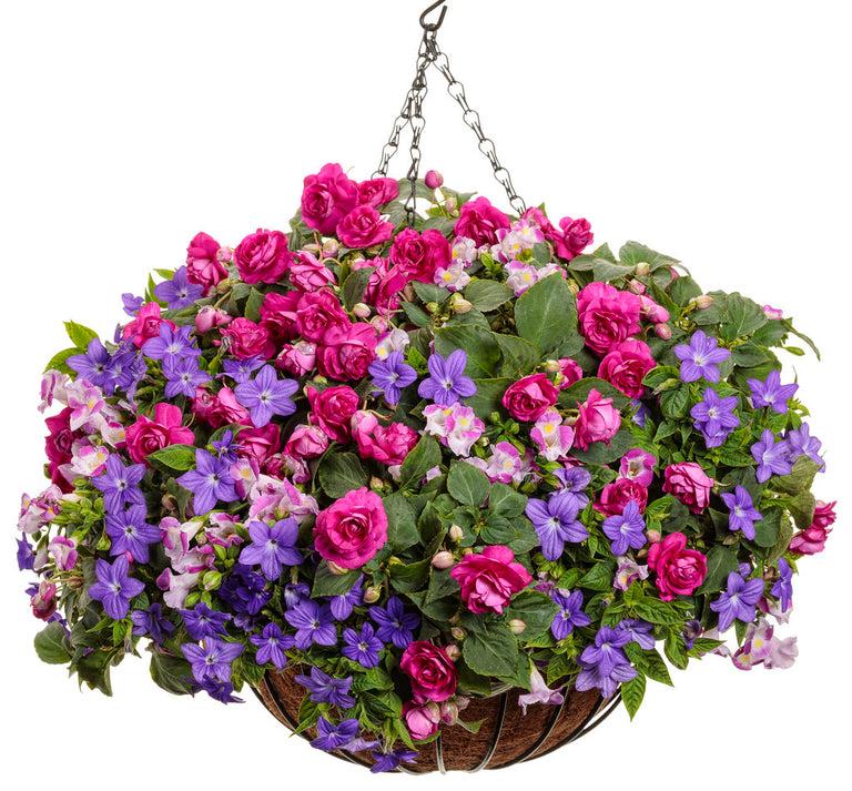 Torenia 'catalina Pink' - View 10 from www redcrocus com