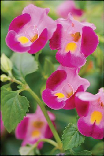Torenia 'catalina Pink' - View 12 from www redcrocus com