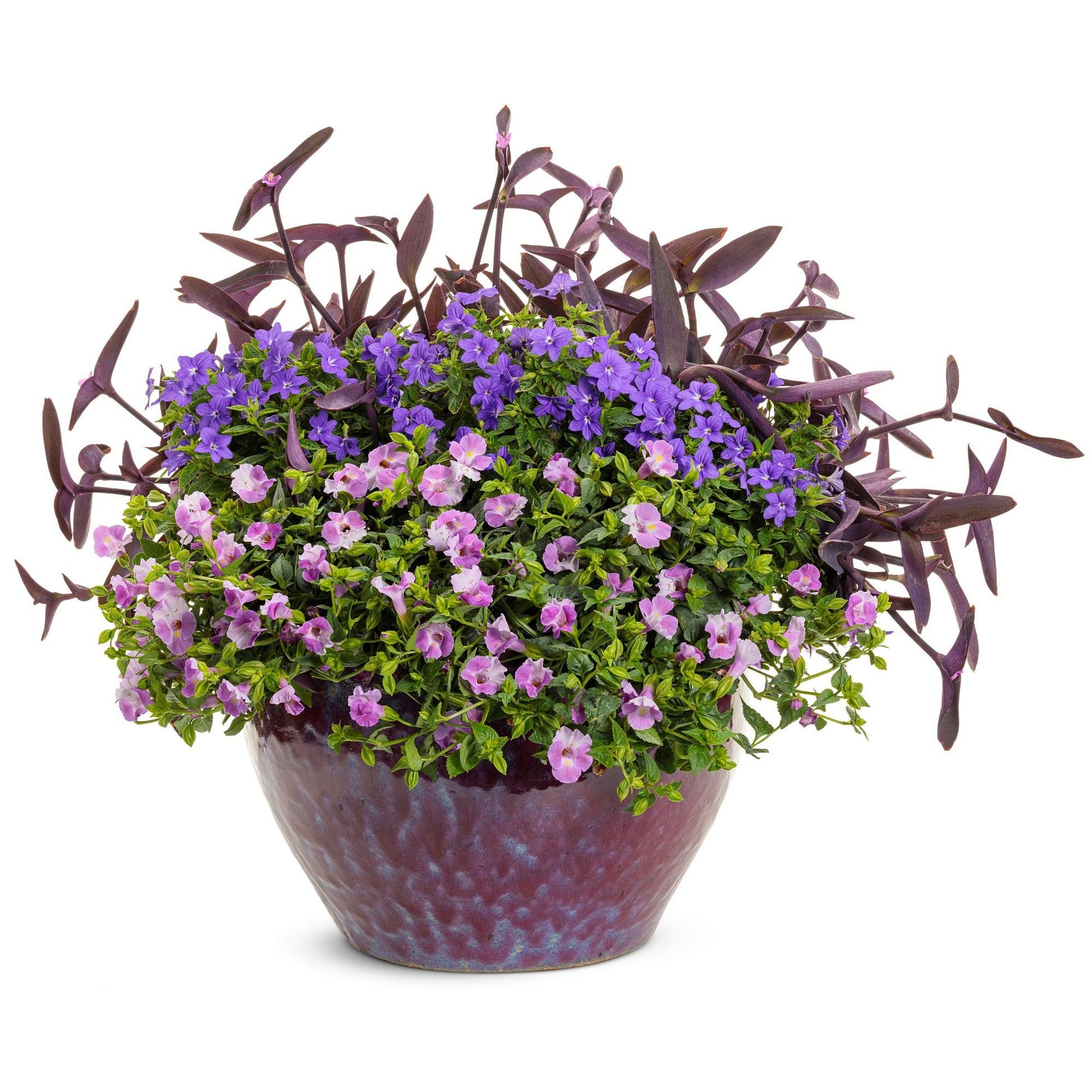 Torenia 'catalina Pink' - View 13 from www redcrocus com