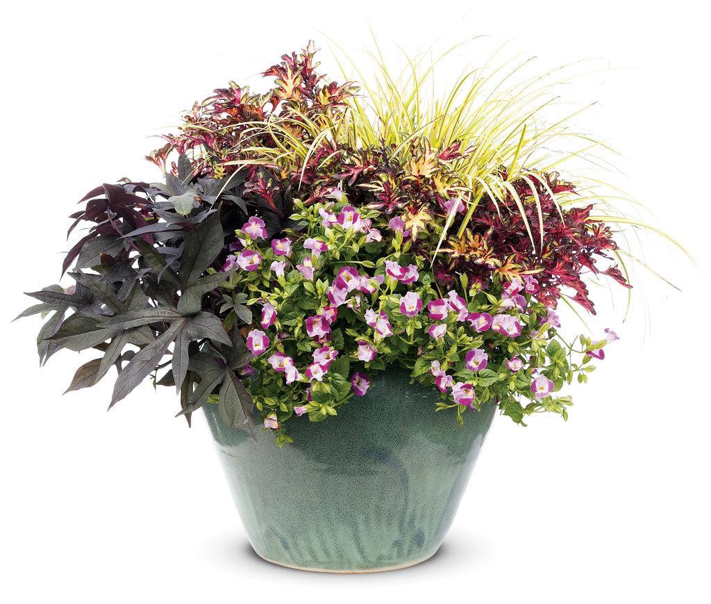 Torenia 'catalina Pink' - View 14 from www redcrocus com