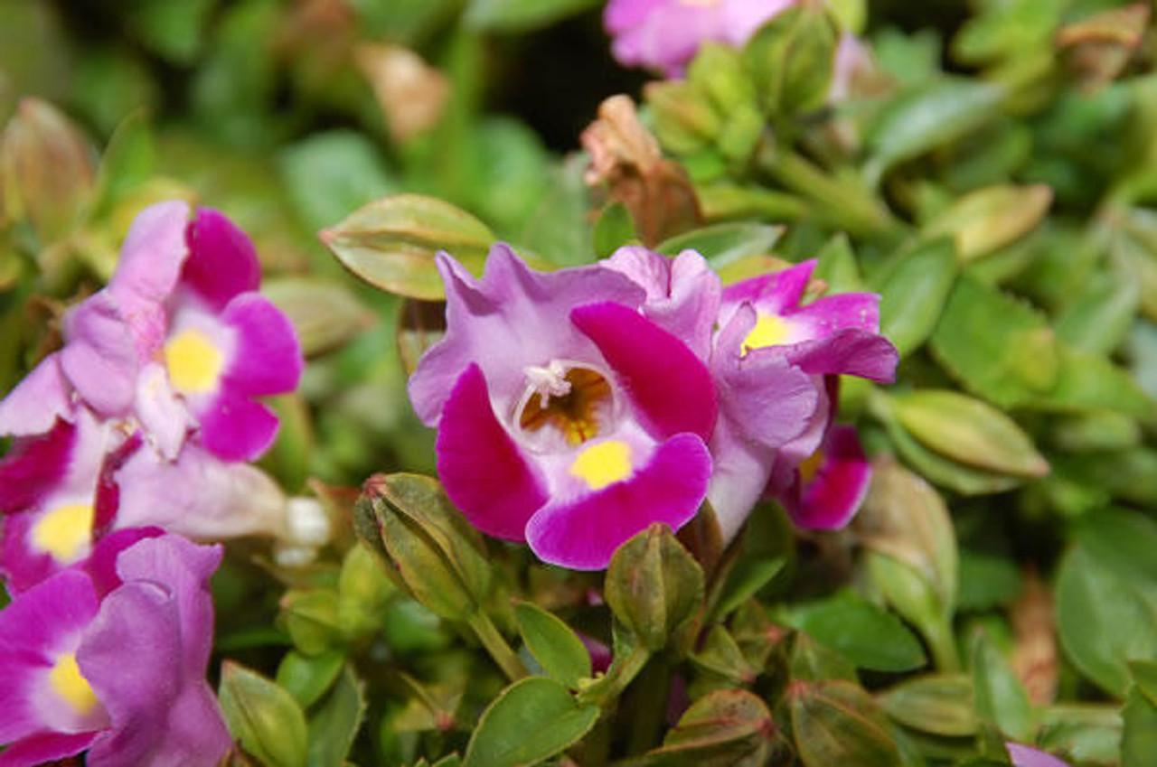 Torenia 'catalina Pink' - View 15 from www redcrocus com