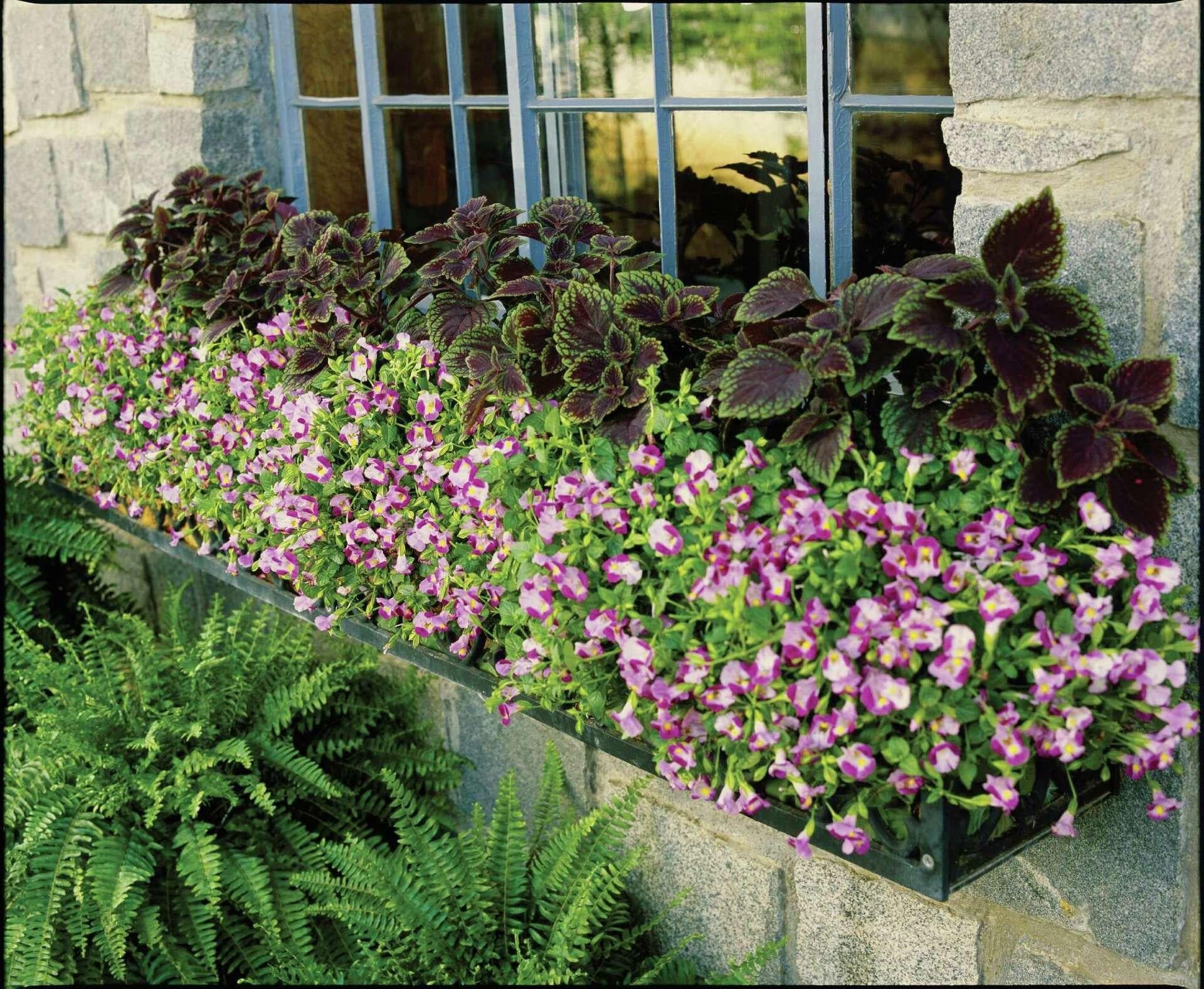 Torenia 'catalina Pink' - View 16 from www redcrocus com