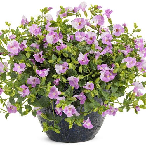 Torenia 'catalina Pink' - View 2 from www redcrocus com