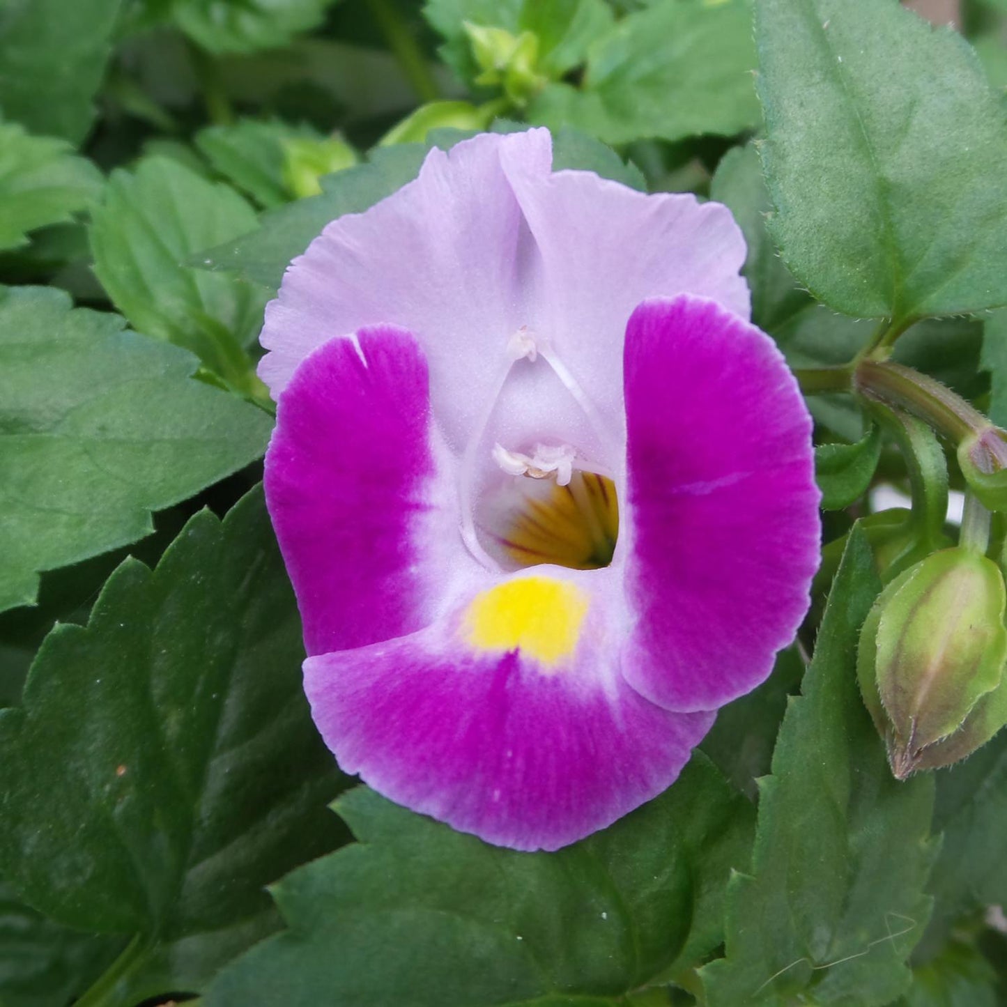 Torenia 'catalina Pink' - View 4 from www redcrocus com