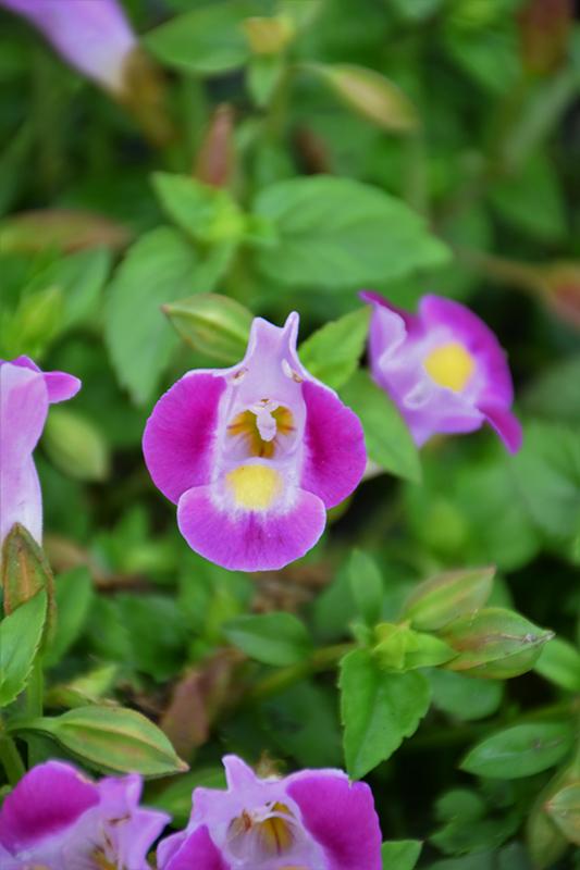 Torenia 'catalina Pink' - View 5 from www redcrocus com