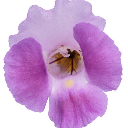 Torenia 'catalina Pink' - View 6 from www redcrocus com