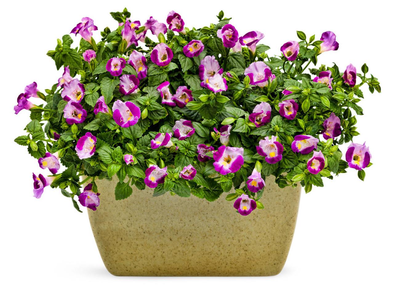 Torenia 'catalina Pink' - View 7 from www redcrocus com