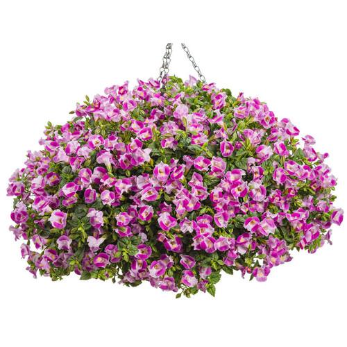 Torenia 'catalina Pink' - View 8 from www redcrocus com