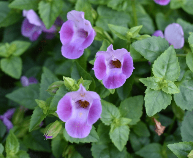 Torenia 'catalina Pink' - View 9 from www redcrocus com