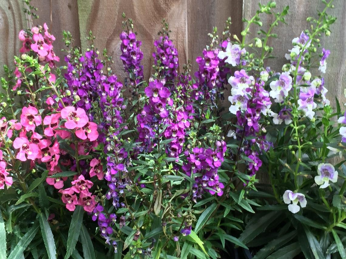 Angelonia Angelface Perfectly Pink - View 10 from www redcrocus com