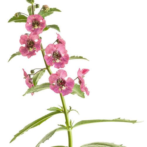 Angelonia Angelface Perfectly Pink - View 11 from www redcrocus com