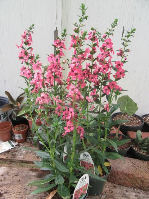 Angelonia Angelface Perfectly Pink - View 12 from www redcrocus com