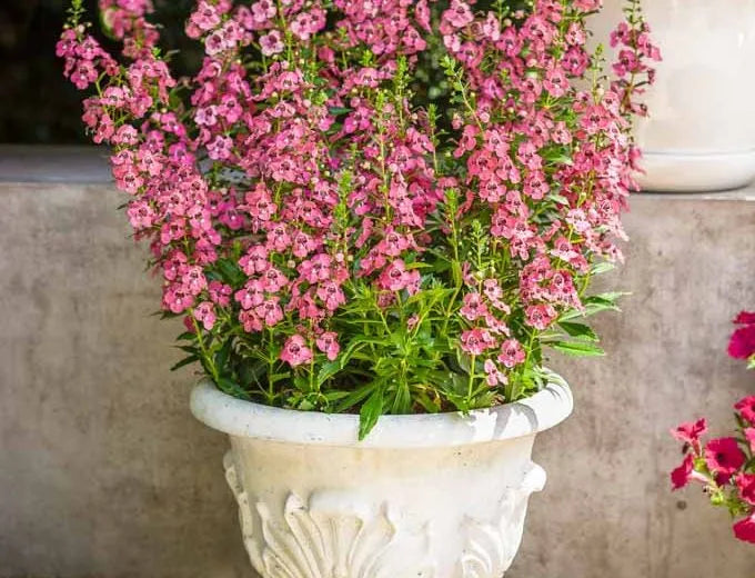 Angelonia Angelface Perfectly Pink - View 13 from www redcrocus com