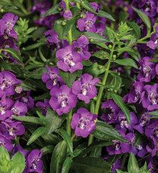 Angelonia Angelface Perfectly Pink - View 14 from www redcrocus com